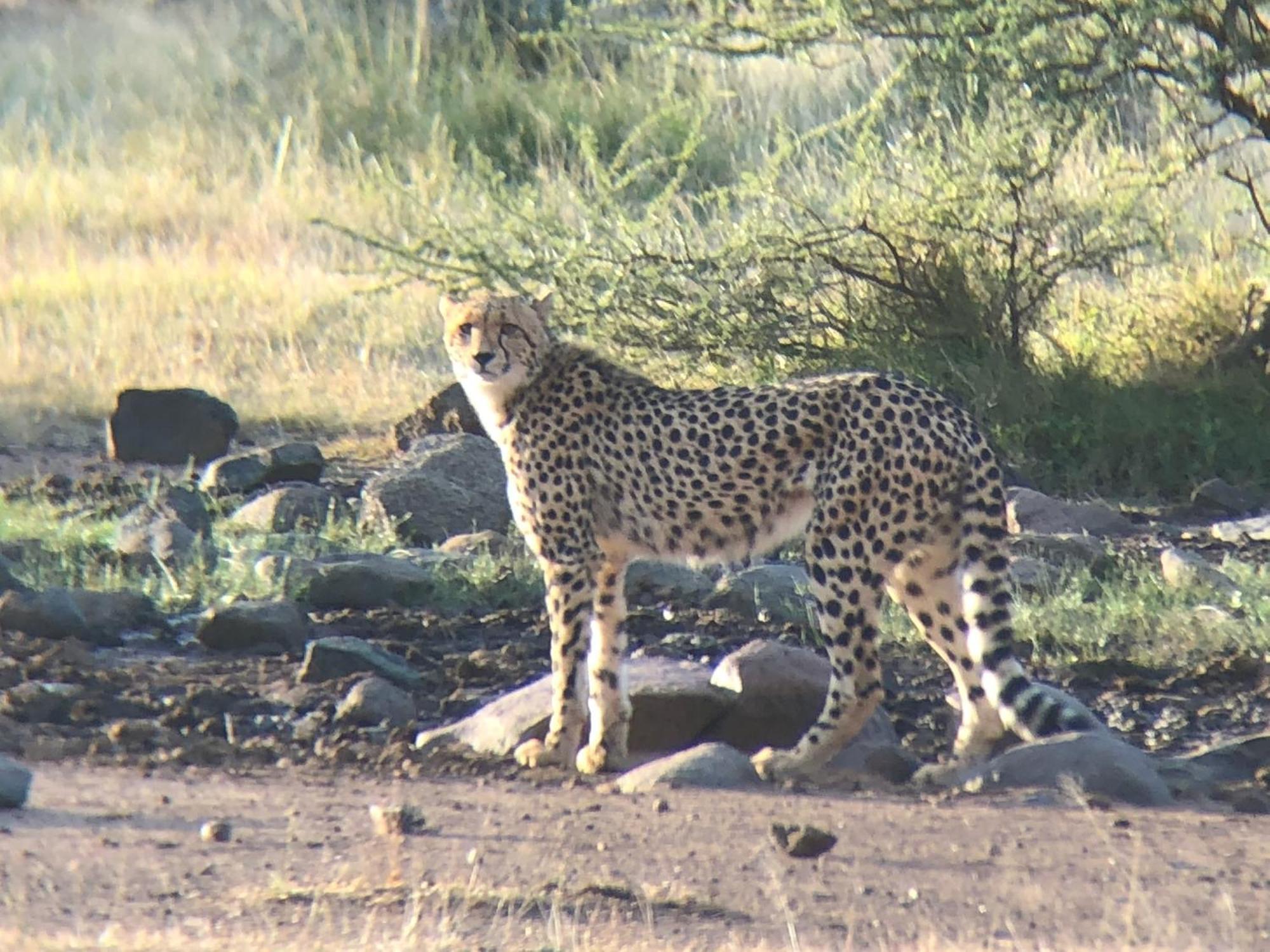Pangolin Game Lodge - Self Catering, Incl 2 Game Drives Per Day Matlhagame Zewnętrze zdjęcie