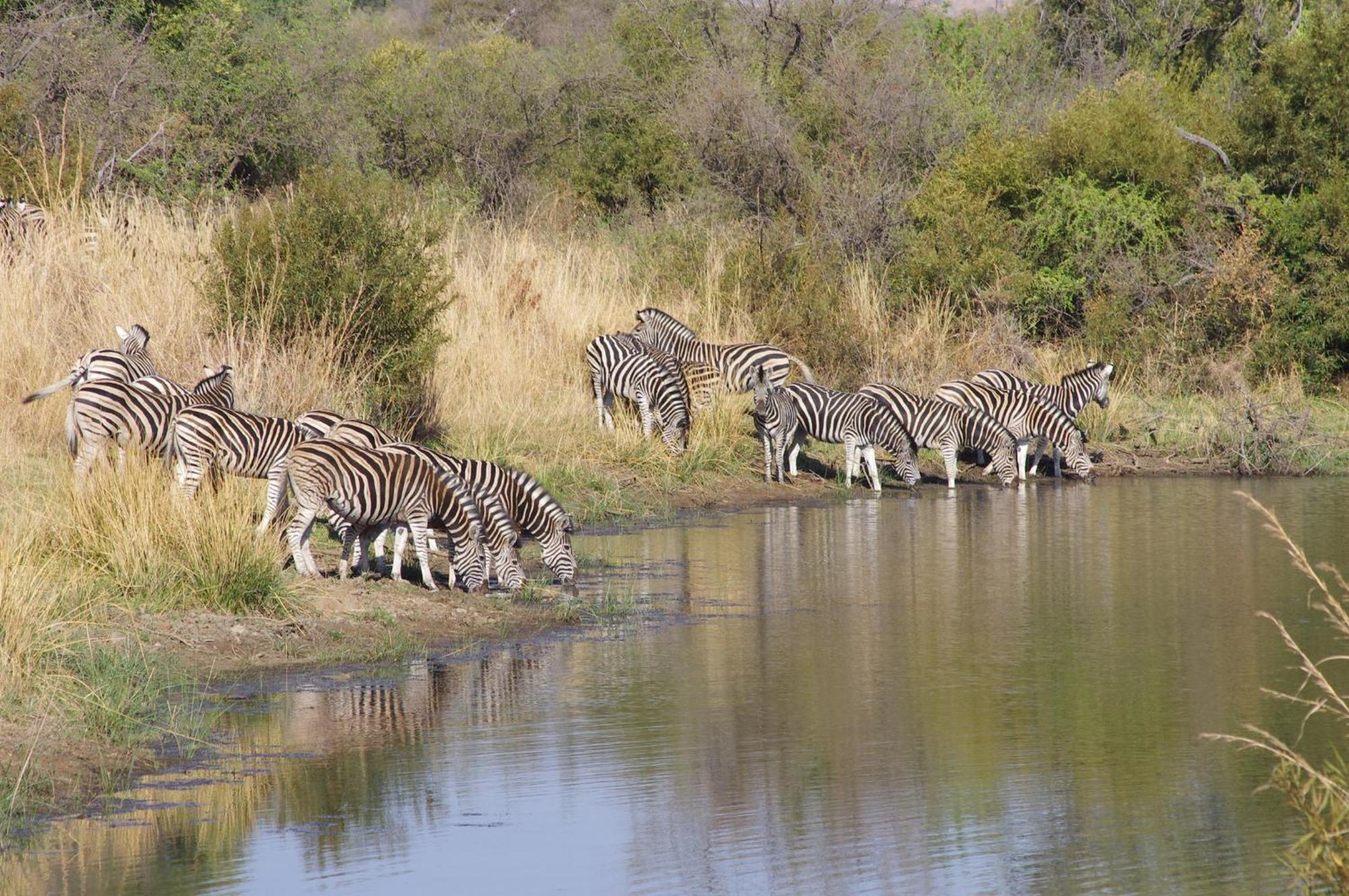 Pangolin Game Lodge - Self Catering, Incl 2 Game Drives Per Day Matlhagame Zewnętrze zdjęcie