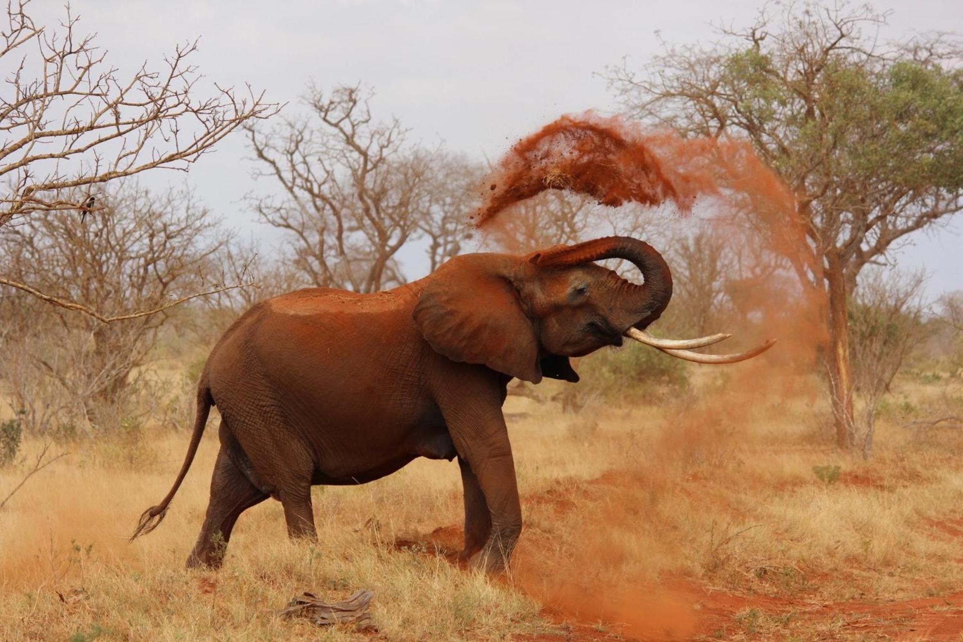 Pangolin Game Lodge - Self Catering, Incl 2 Game Drives Per Day Matlhagame Zewnętrze zdjęcie