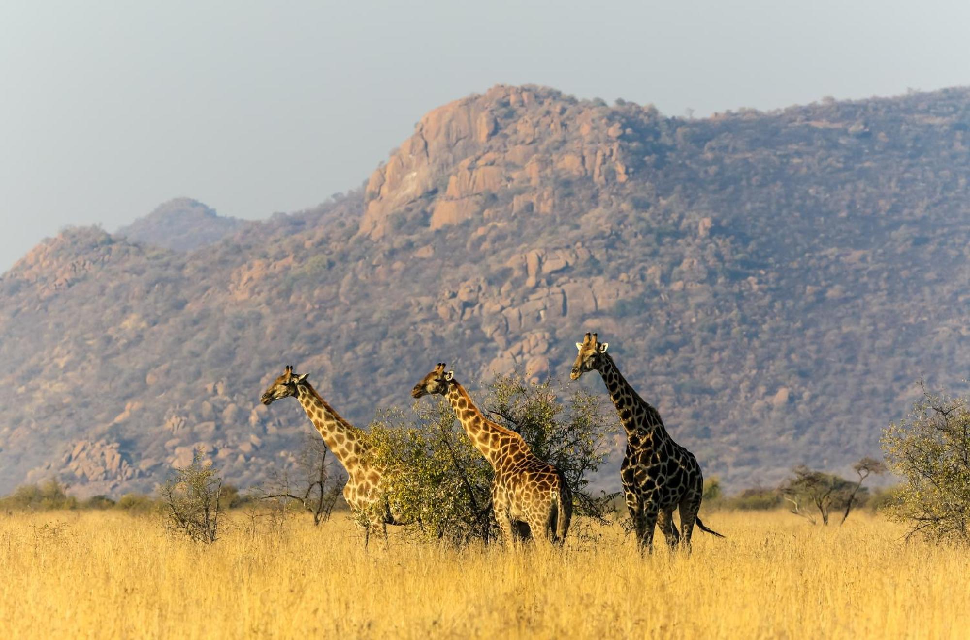 Pangolin Game Lodge - Self Catering, Incl 2 Game Drives Per Day Matlhagame Zewnętrze zdjęcie