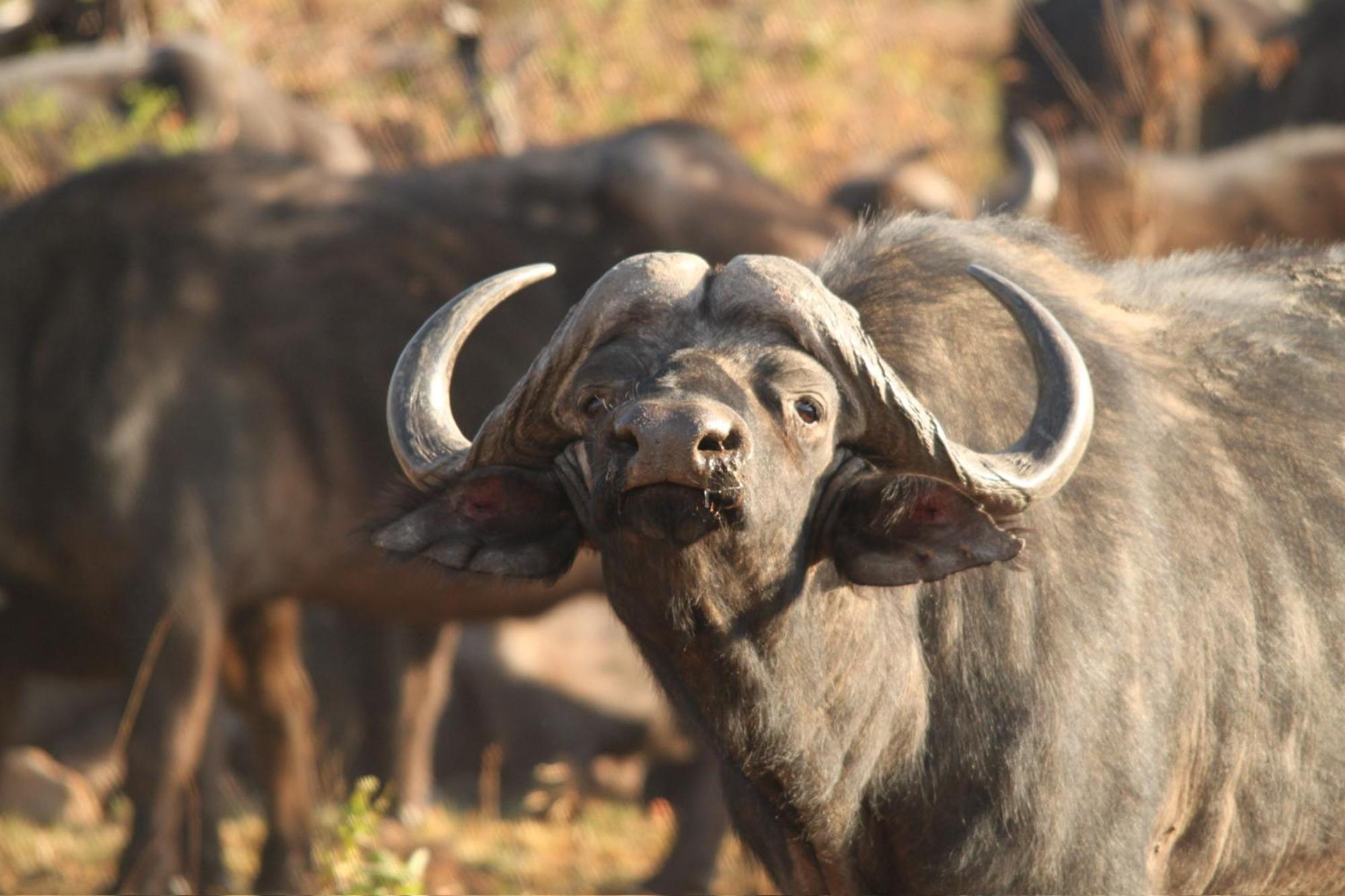 Pangolin Game Lodge - Self Catering, Incl 2 Game Drives Per Day Matlhagame Zewnętrze zdjęcie