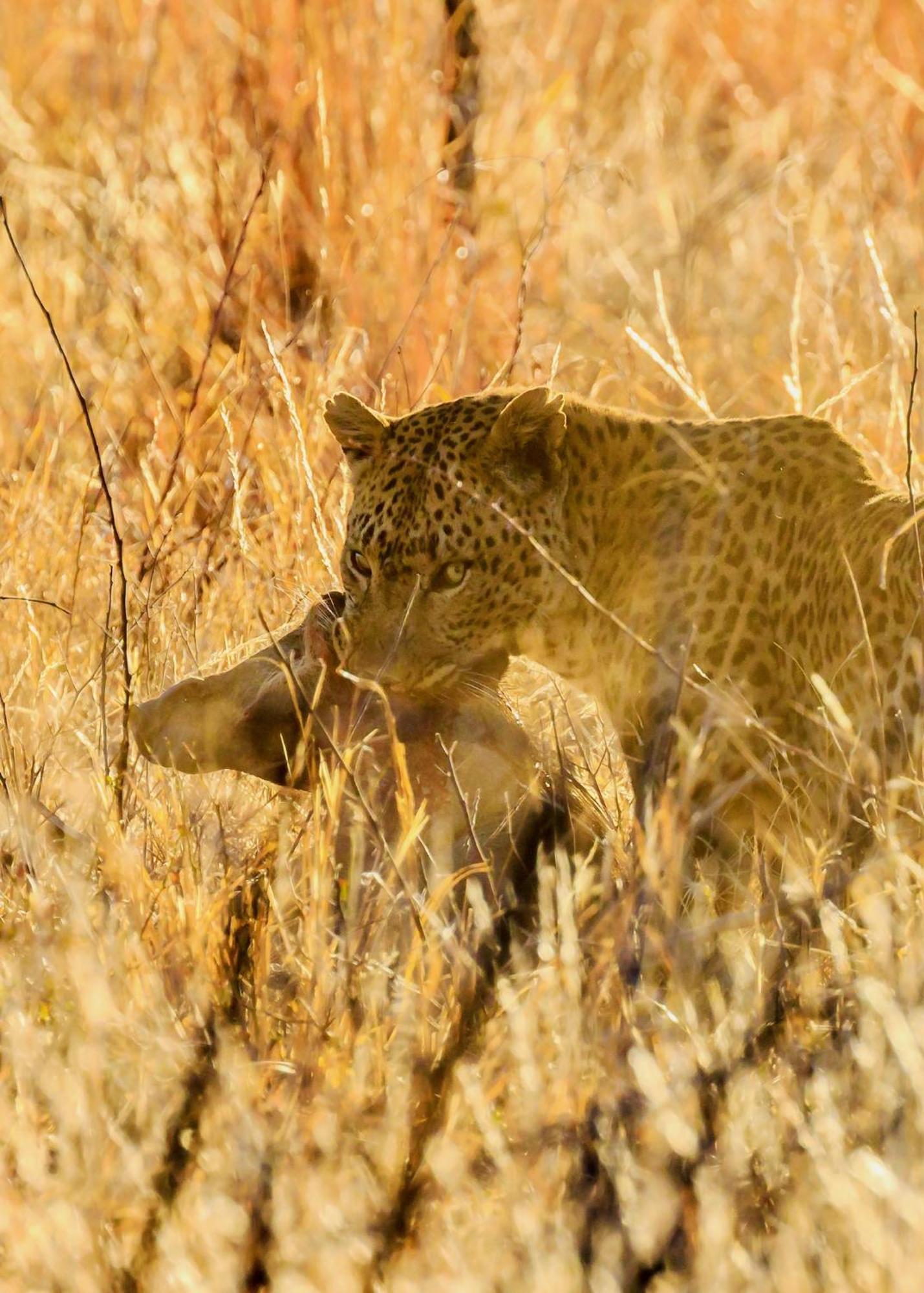 Pangolin Game Lodge - Self Catering, Incl 2 Game Drives Per Day Matlhagame Zewnętrze zdjęcie