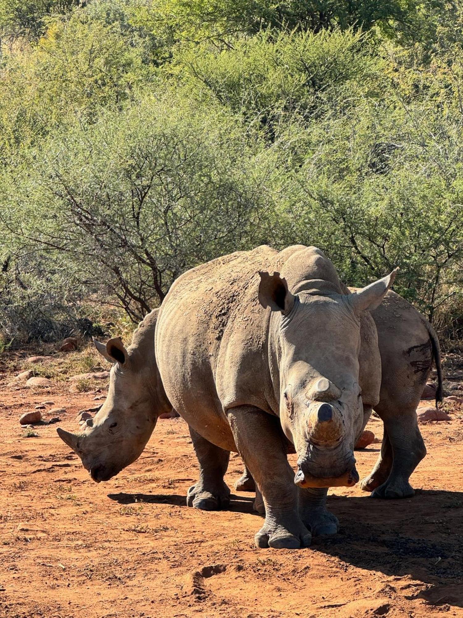 Pangolin Game Lodge - Self Catering, Incl 2 Game Drives Per Day Matlhagame Zewnętrze zdjęcie