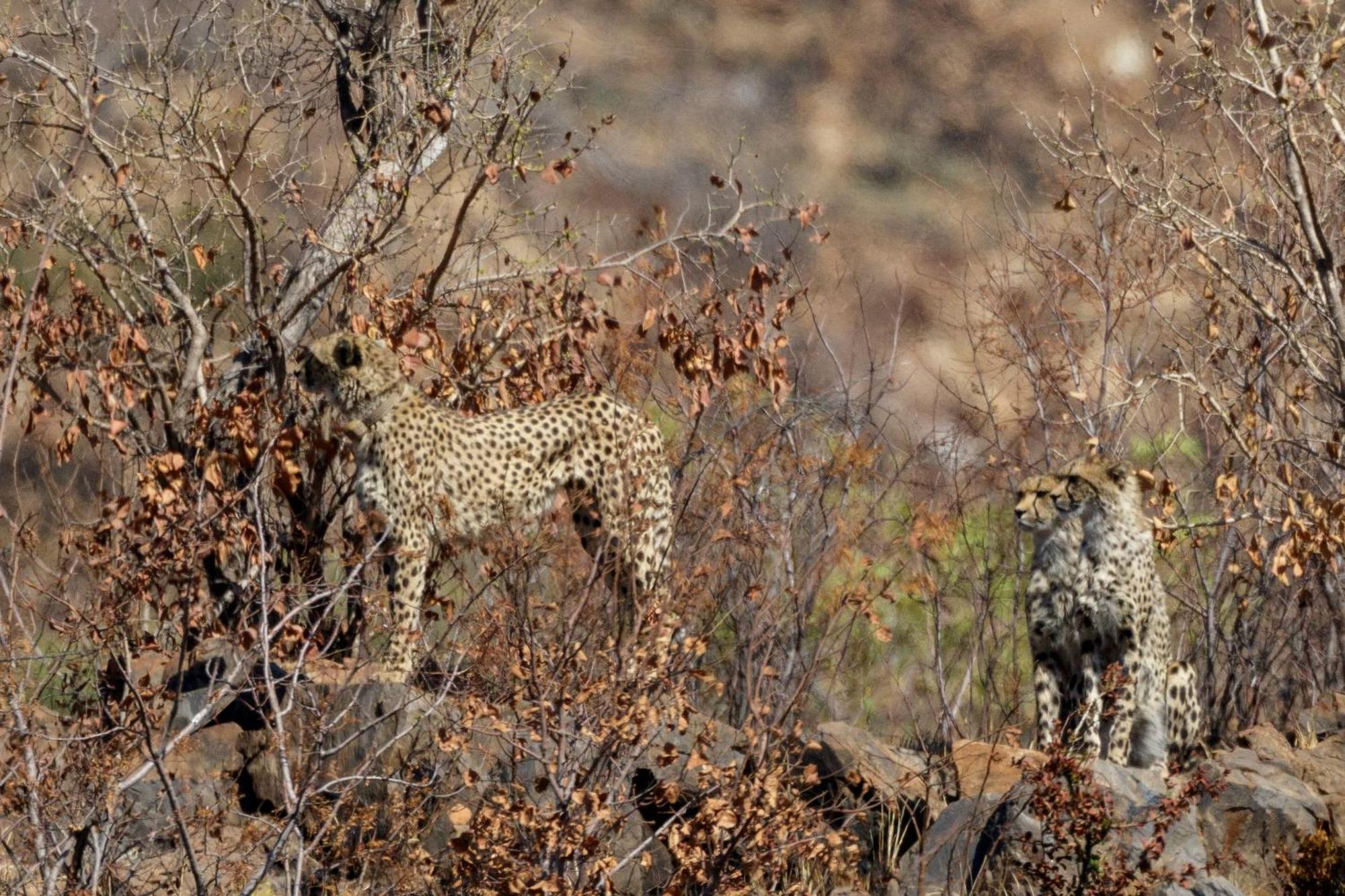 Pangolin Game Lodge - Self Catering, Incl 2 Game Drives Per Day Matlhagame Zewnętrze zdjęcie