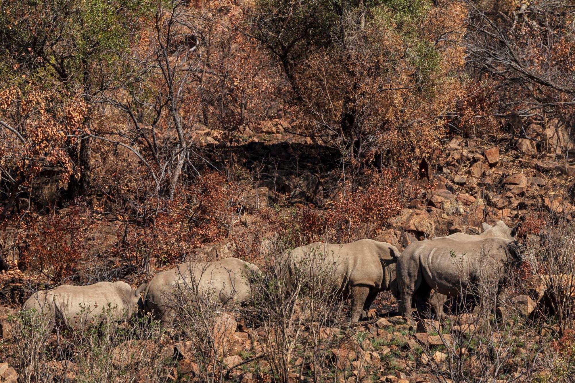 Pangolin Game Lodge - Self Catering, Incl 2 Game Drives Per Day Matlhagame Zewnętrze zdjęcie